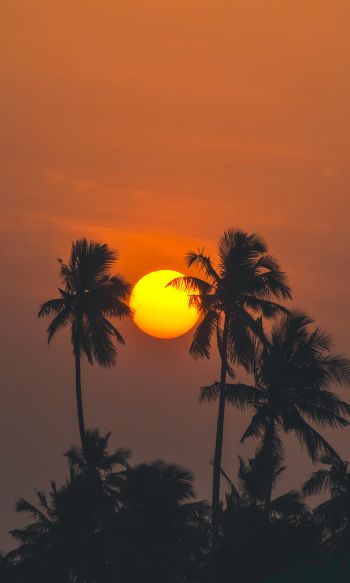 Обои 1200x2000 солнце, вечер, пальмы