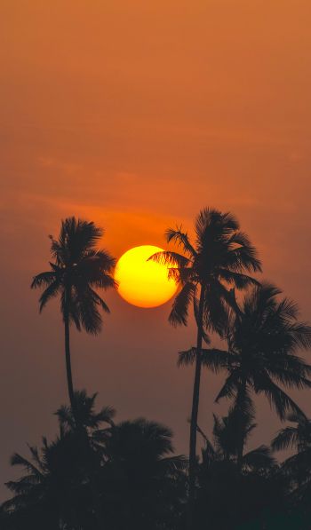 sun, evening, palm trees Wallpaper 600x1024