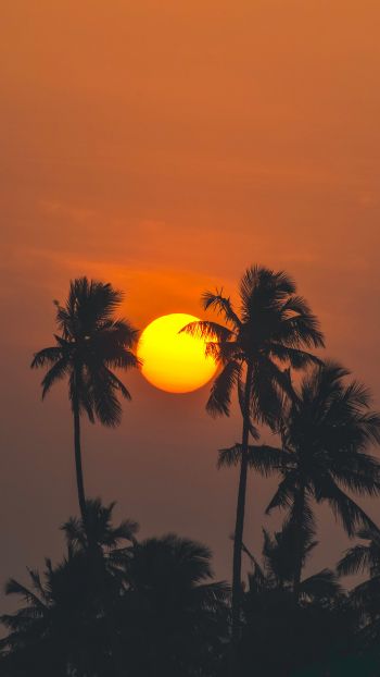 Обои 1080x1920 солнце, вечер, пальмы