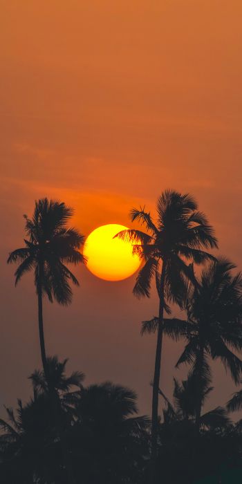 Обои 720x1440 солнце, вечер, пальмы