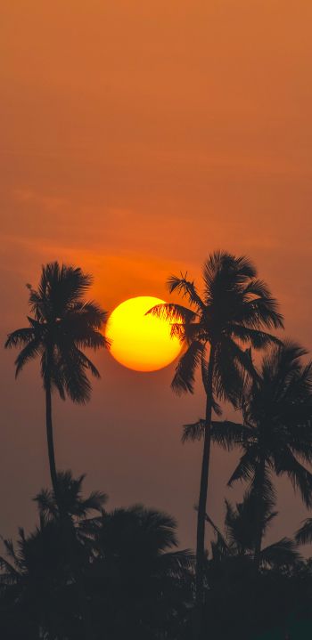 sun, evening, palm trees Wallpaper 1080x2220