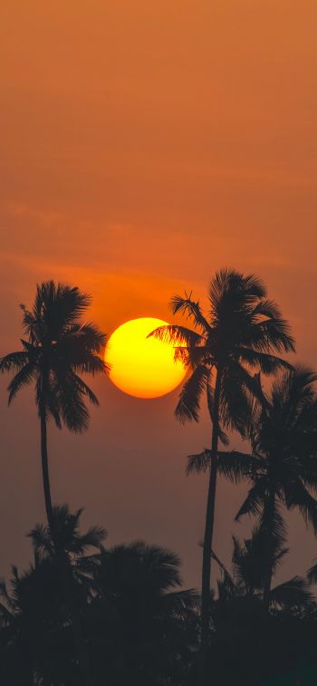 Обои 1125x2436 солнце, вечер, пальмы