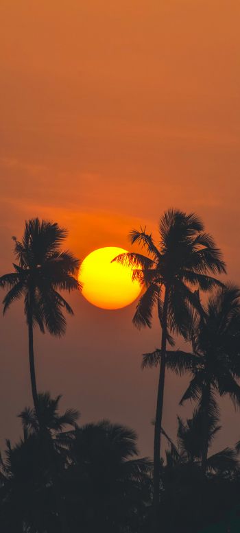 sun, evening, palm trees Wallpaper 720x1600