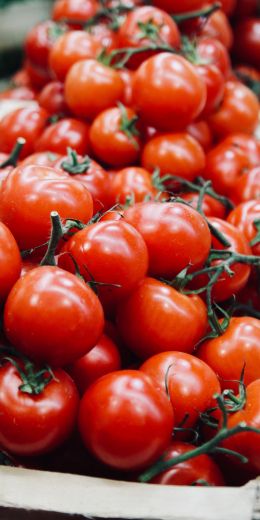 tomatoes, vegetable Wallpaper 720x1440