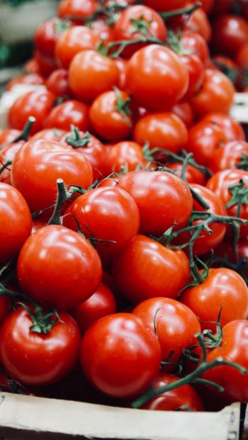 tomatoes, vegetable Wallpaper 640x1136