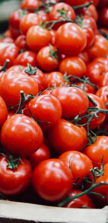 tomatoes, vegetable Wallpaper 1080x2220