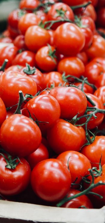 tomatoes, vegetable Wallpaper 1080x2280