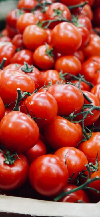 tomatoes, vegetable Wallpaper 1080x2340