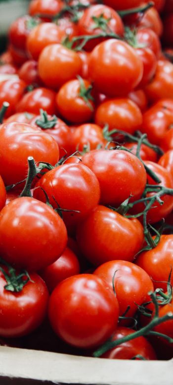 tomatoes, vegetable Wallpaper 1080x2400