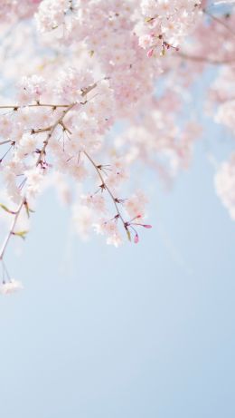 spring, bloom, petals Wallpaper 640x1136