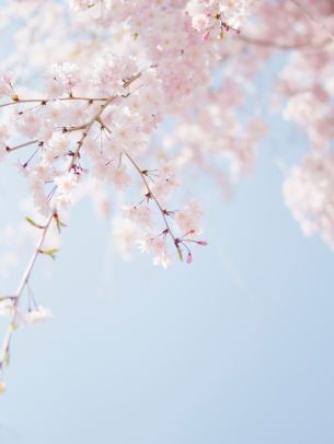 spring, bloom, petals Wallpaper 1668x2224