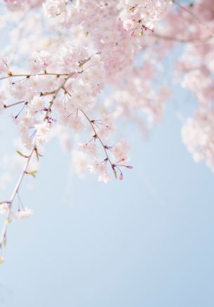 spring, bloom, petals Wallpaper 1668x2388