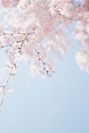 spring, bloom, petals Wallpaper 3425x5137