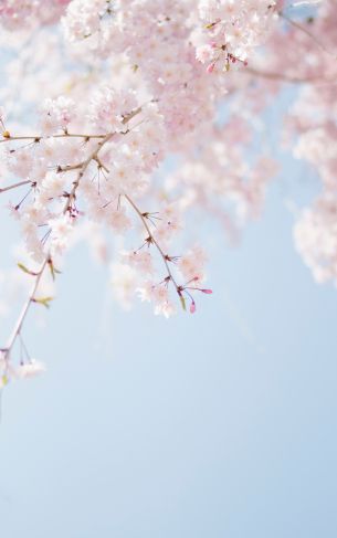 spring, bloom, petals Wallpaper 1752x2800