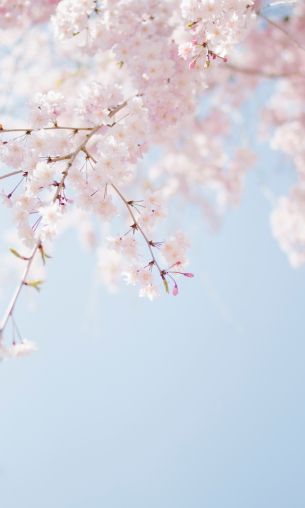 spring, bloom, petals Wallpaper 1200x2000