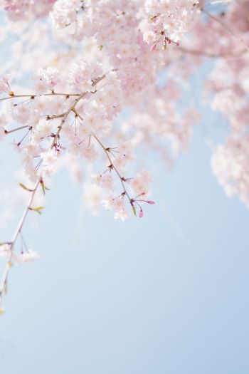 spring, bloom, petals Wallpaper 640x960