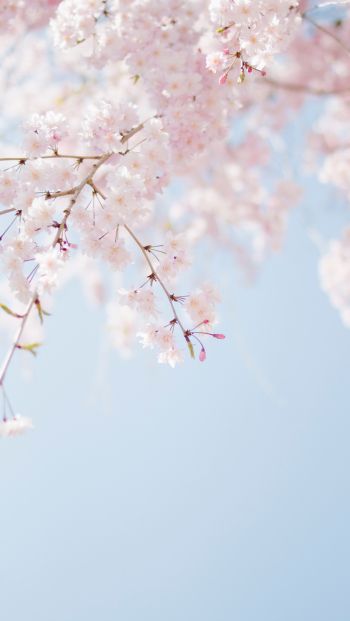 spring, bloom, petals Wallpaper 640x1136