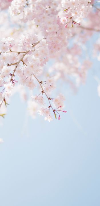 spring, bloom, petals Wallpaper 1080x2220
