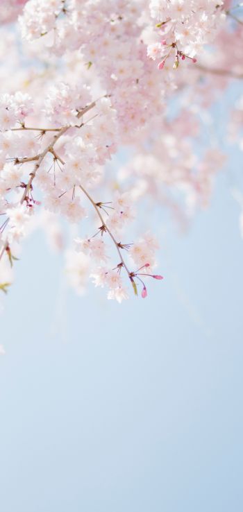spring, bloom, petals Wallpaper 1080x2280