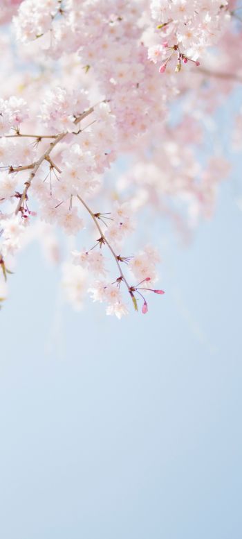 spring, bloom, petals Wallpaper 1080x2400