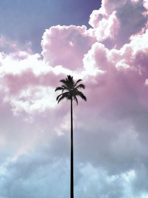 palm tree, summer, sky Wallpaper 2448x3264