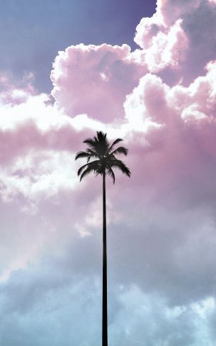 palm tree, summer, sky Wallpaper 1600x2560