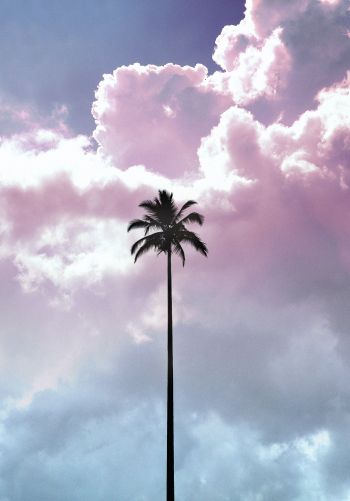 palm tree, summer, sky Wallpaper 1668x2388