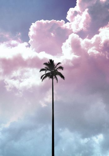 palm tree, summer, sky Wallpaper 1640x2360