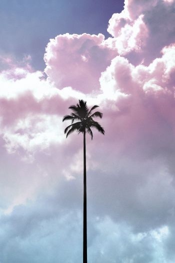 palm tree, summer, sky Wallpaper 640x960