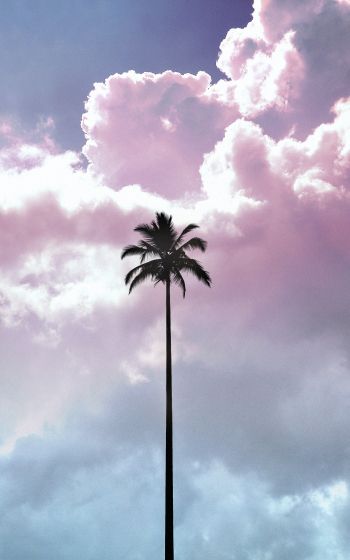 palm tree, summer, sky Wallpaper 800x1280