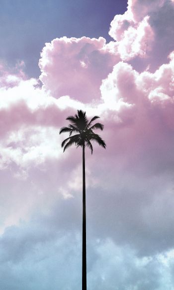 palm tree, summer, sky Wallpaper 1200x2000