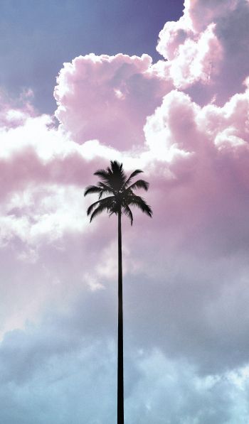 palm tree, summer, sky Wallpaper 600x1024