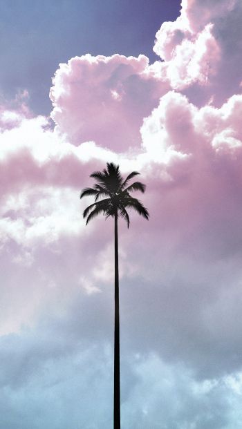 palm tree, summer, sky Wallpaper 640x1136