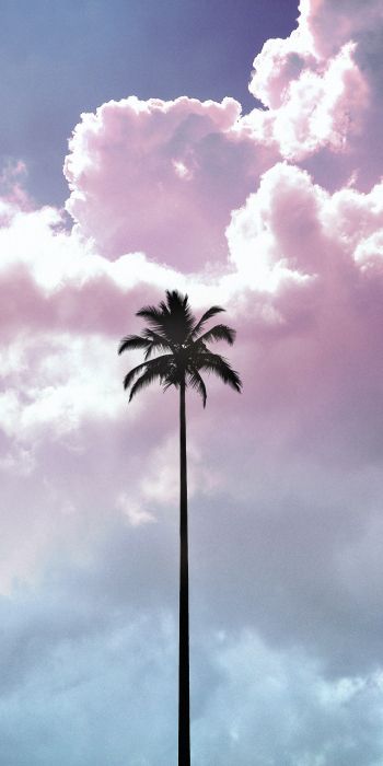 palm tree, summer, sky Wallpaper 720x1440