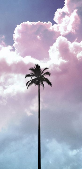 palm tree, summer, sky Wallpaper 1080x2220