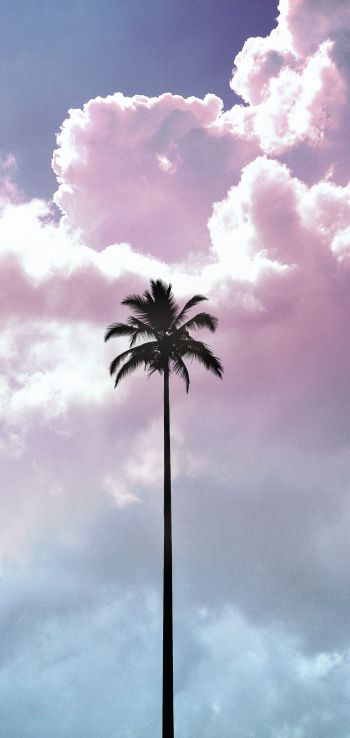palm tree, summer, sky Wallpaper 720x1520