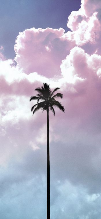 palm tree, summer, sky Wallpaper 1242x2688