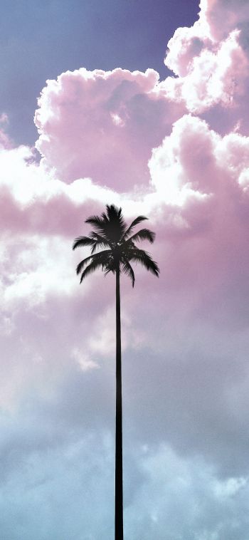 palm tree, summer, sky Wallpaper 1080x2340