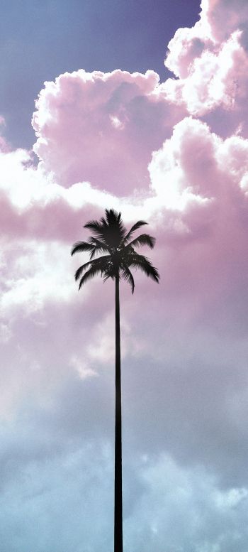 palm tree, summer, sky Wallpaper 1440x3200