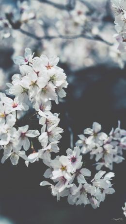 bloom, Japan Wallpaper 640x1136