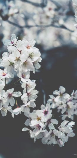 bloom, Japan Wallpaper 1080x2220