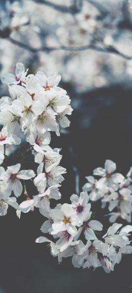 bloom, Japan Wallpaper 1080x2400