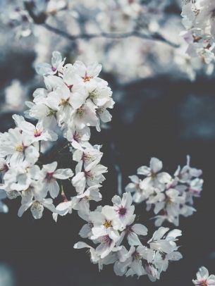 bloom, Japan Wallpaper 1668x2224