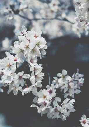 bloom, Japan Wallpaper 1668x2388