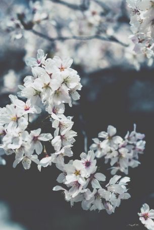 bloom, Japan Wallpaper 640x960