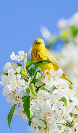 Обои 600x1024 желтая птица, цветение