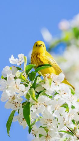 Обои 640x1136 желтая птица, цветение