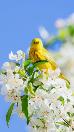 yellow bird, bloom Wallpaper 640x1136