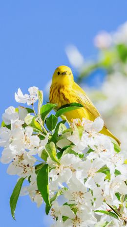 Обои 1440x2560 желтая птица, цветение