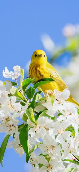 Обои 828x1792 желтая птица, цветение